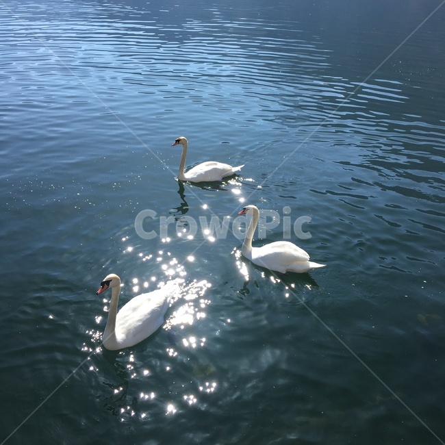 bird,새,백조,백조의호수,swan,animal,동물,조류,동물,animal,조류,새,birds