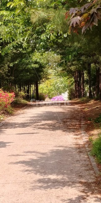 소나무,진달래,철쭉,길,공원,단풍,자연,풍경,nature,landscape,tree,나무,plant,식물,vegetation,초목