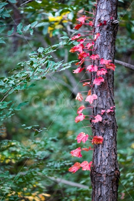 자연,단풍,담쟁이,넝쿨,숲,식물,자연,plants,nature,가을,계절,fall,autumn,season,tree,나무,plant,tree trunk,나무 줄기,leaf,잎