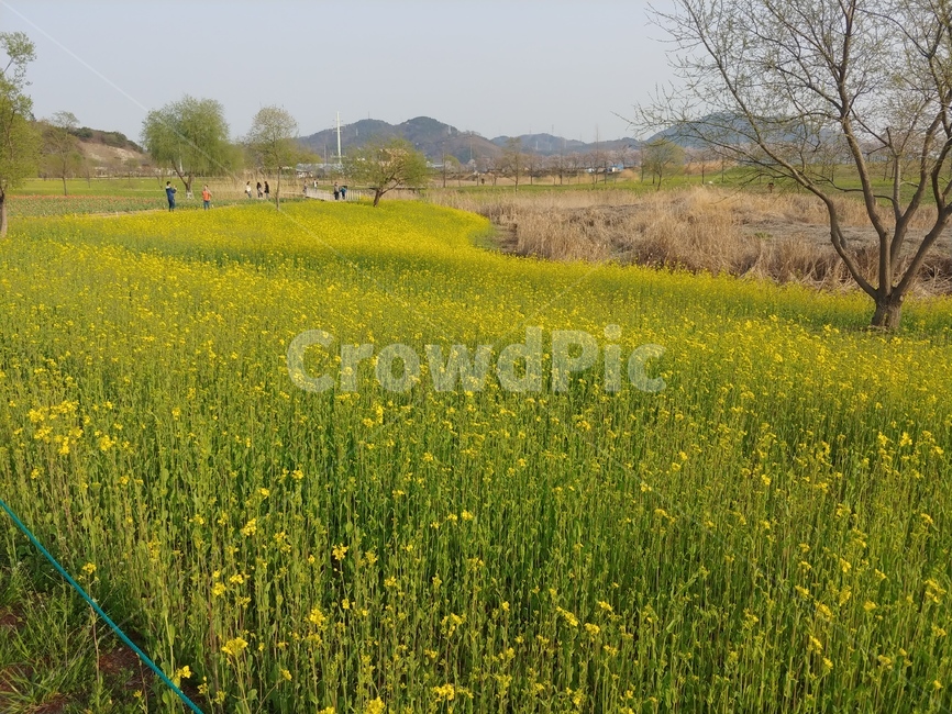 유채꽃,yuchae,grassland,outdoors,nature,식물,자연,plants,nature,꽃,flower