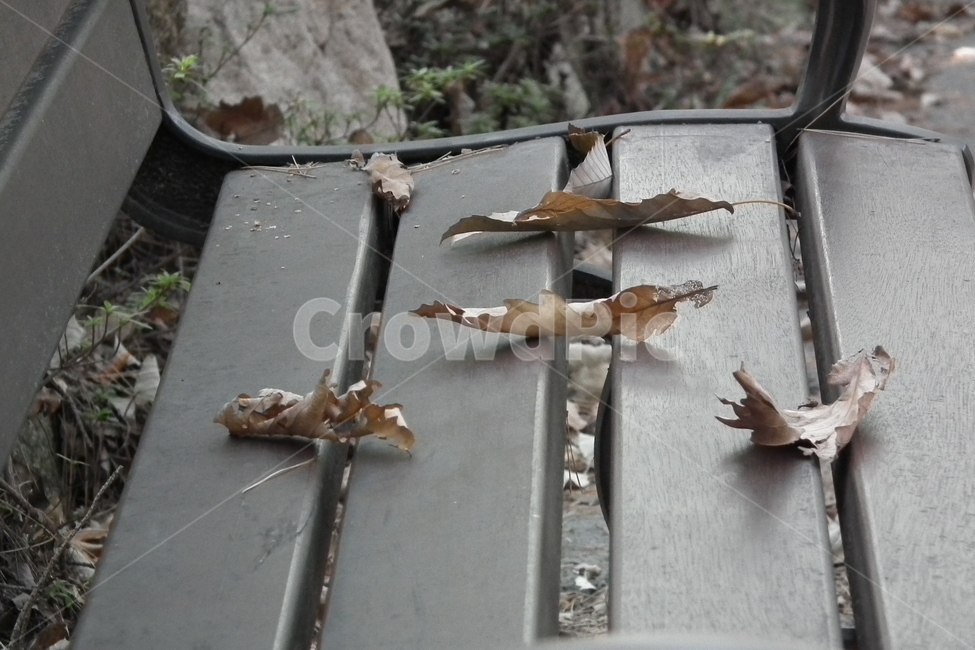임경대,양산8경,자연,경관,옥외,정원,가든,gardenoutdors,낙엽,가을,벤치,벤취,가을,계절,fall,autumn,season,leaf,잎,plant,식물