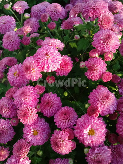 국화,꽃,plant,식물,flower,다년생초본식물,오상고절,관상식물,소국,식물,자연,plants,nature,꽃,flower