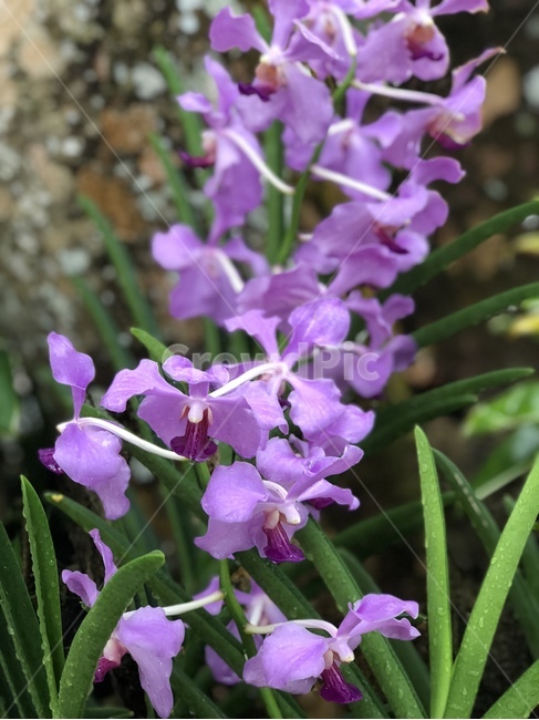 꽃,접사,화초,식물,orchid,난초,자연