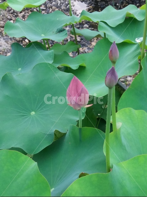 연꽃,식물,plant,꽃,flower,여름,초록,green,식물,자연,plants,nature