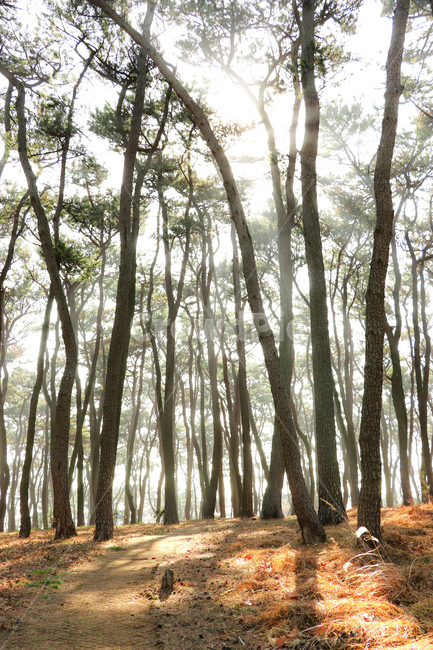 plant,식물,숲,forest,tree,나무,삼림지,woodland,작은숲,grove,자연,nature