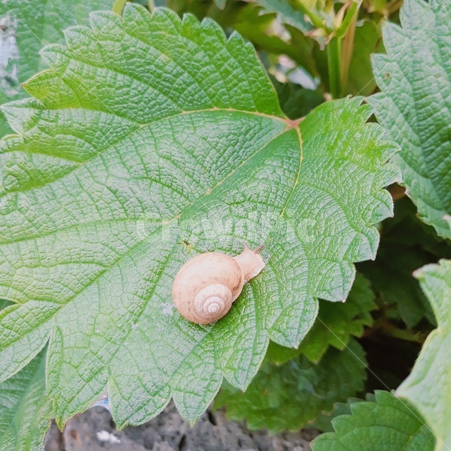 달팽이,명주달팽이,자연,연체동물,landsnail