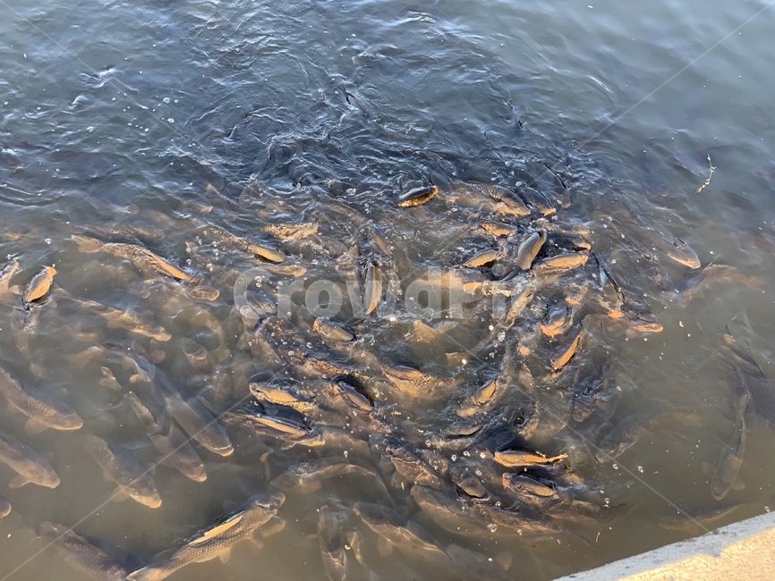 물고기,물거기떼,강가물고기,많은물고기,fish
