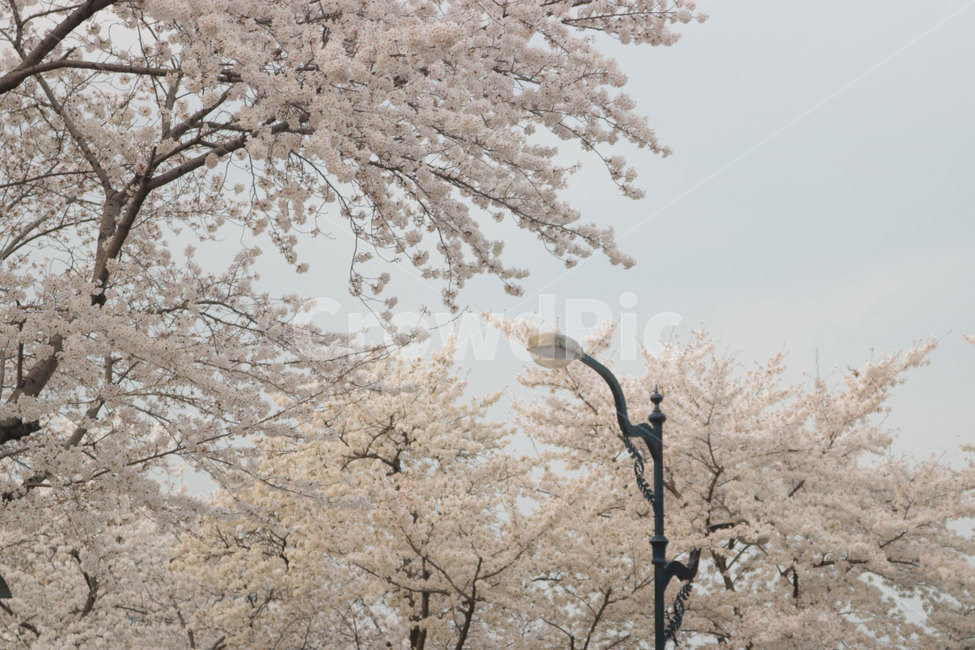 벚꽃,꽃놀이,벚꽃엔딩,꽃,플라워,봄꽃,꽃잎,흩날리다,자연,식물,봄,계절,spring,season,자연,풍경,nature,landscape,plant,blossom,cherry blossom,flower