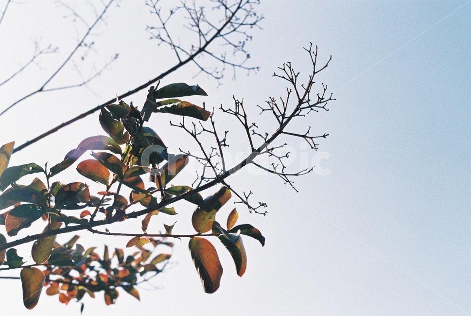 가을,나무,나뭇잎,하늘,햇살,계절,autumn,필름사진,가을,계절,fall,autumn,season