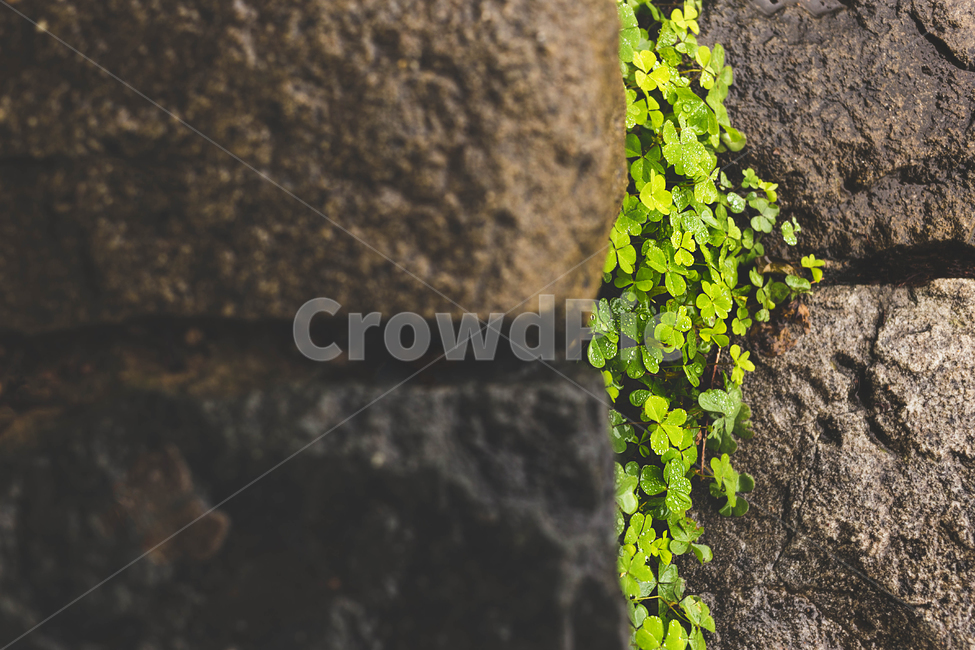 식물,빗물,비오는날,정원,공원,자연,빗방울,힐링,시원,토끼풀,크로버,행운,계단,돌틈,식물,자연,plants,nature,휴식,힐링,rest,relaxation,healing,비,비오는날,rain,rainy