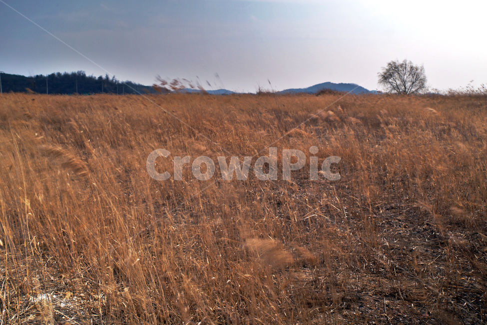 왕따나무,우음도,초원,갈대,시화호,화성시,간척지,바다,자연,풍경,nature,landscape