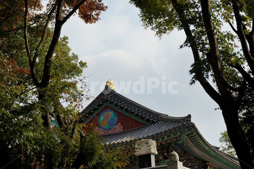 사찰,숲,건물,고대건축,한국건축,하늘,한국전통건축,기와,비구니,도량,종교,불교,기와지붕,전통건축,기와집,지붕,전통,한옥,패턴,배경,전통적인,한국의,construction,한국전통,한국문화,koreantraditional,koreanculture,건축물,건물외관,exterior,building,structure,architecture,한국전통,한국문화,korean traditional,korean culture