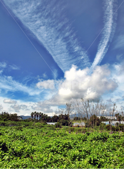 올레7코스,올레,서귀포시,초목,푸른하늘,흰구름,제주,제주도,jeju,jeju island,nature,자연,outdoors,옥외,weather,날씨,sky,하늘,cumulus,적운,cloud,구름