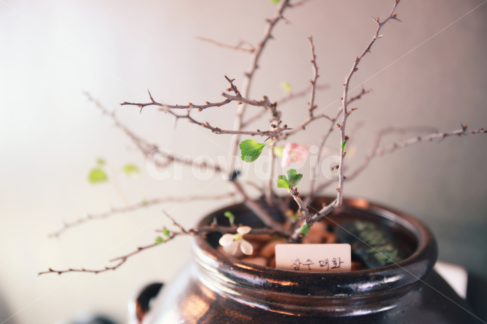 매화,절개,빛,카페,화초,실내용화초,화분,화초,house plant