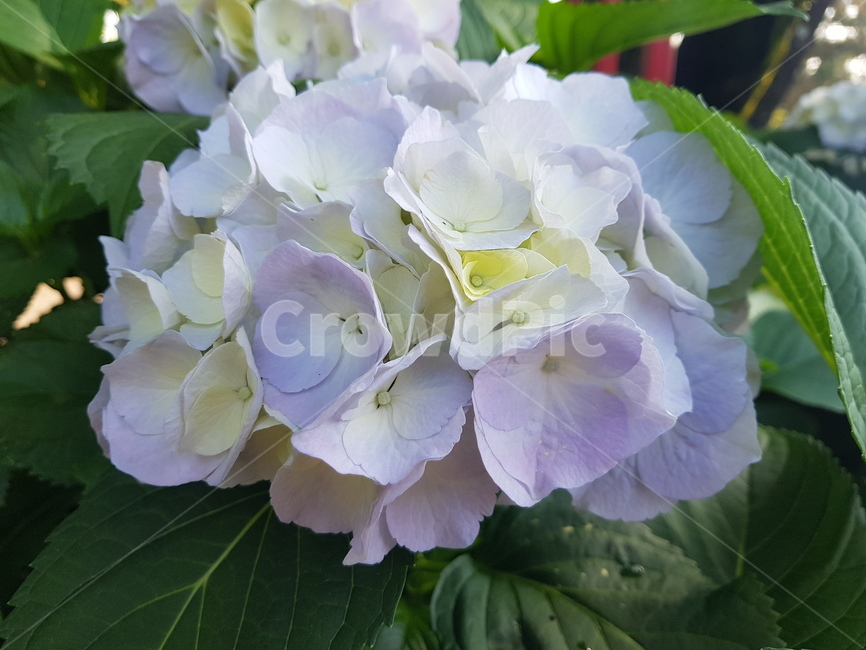 자연,꽃,수국,수국꽃,힐링,여유,식물,자연,plants,nature,꽃,flower