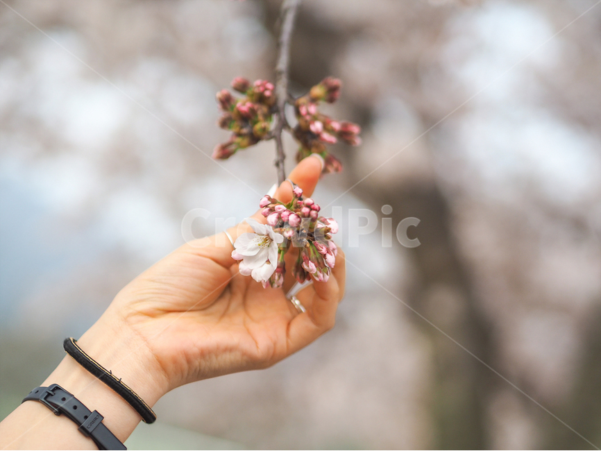 감성사진,꽃,자연풍경,식물,연출사진,벛꽃,4월,한국,봄,봄,계절,spring,season,식물,자연,plants,nature,꽃,flower,사람,인물,인간,human,person,신체일부,몸,body,감성,sensible,feeling