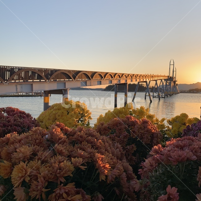 노을,가우도,꽃,바다,국화,강진,해질녘,하늘,다리,전남,풍경,flower,sea,island,landscape,sunset,korea