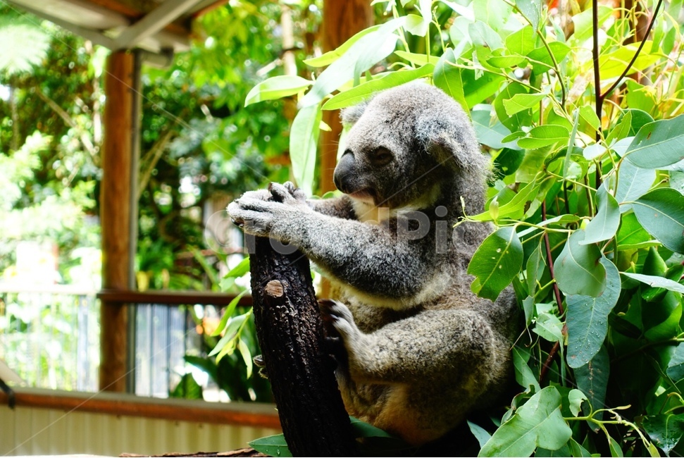 동물,animal,코알라,포유류,mammal,나무,tree,동물,animal,포유류,mammal