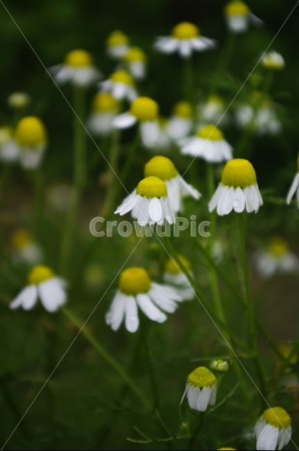 꽃,flower,계절,봄,spring,식물,plant,자연,nature,식물,자연,plants,nature,꽃,flower
