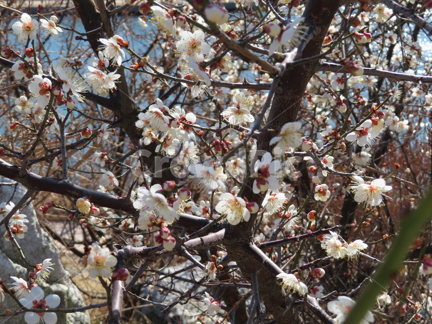 피어나다,꽃,분홍색,흰색,아름다움,식물,공원,귀여운,벚꽃,comeout,flowers,pink,white,beautiful,plants,parks,pretty,cherryblossoms