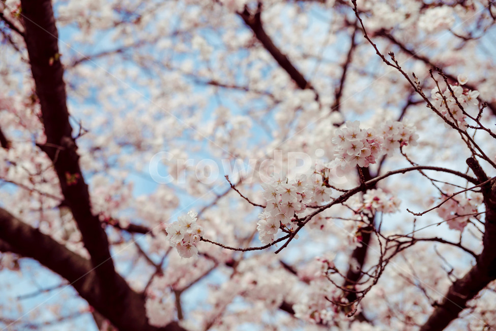 벚꽃,봄,꽃,blossom,cheeryblossom,꽃잎,flower,봄,계절,spring,season,식물,자연,plants,nature,꽃,flower,plant
