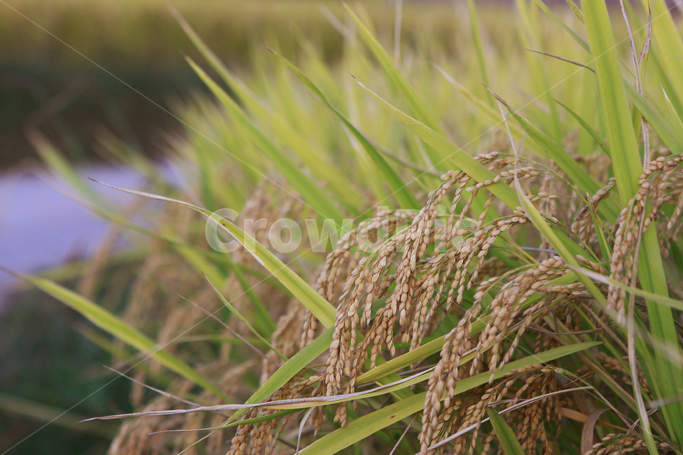 가을,추수,벼,겸손,쌀,농촌,농업,농사,agriculture,farming,farming industry