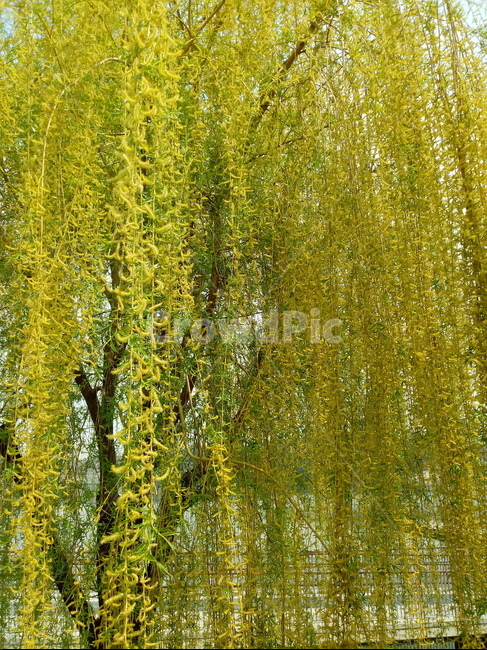 버드나무,버들,낙엽교목,수향목,청명류,koreanwillow