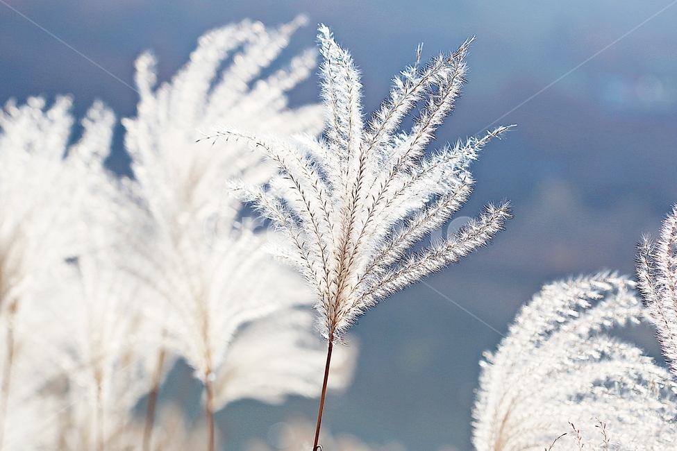 갈대,억새,풀,갈대꽃,식물,자연,공원,가을,계절,fall,autumn,season