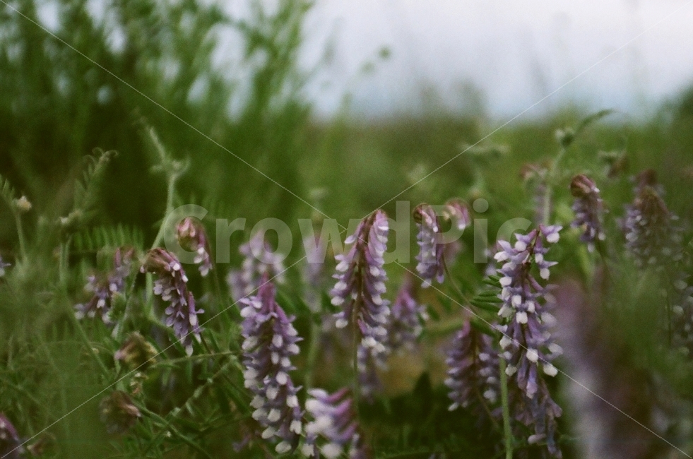 부처꽃,꽃,털부처,털부처꽃,감성,필름사진,식물,자연,plants,nature,꽃,flower,감성,sensible,feeling
