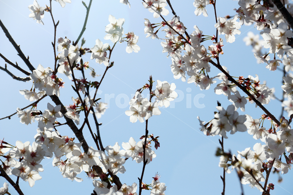 일본,가고시마,벚꽃,개화기,사쿠라,봄,봄,계절,spring,season,식물,자연,plants,nature,꽃,flower,plant,blossom