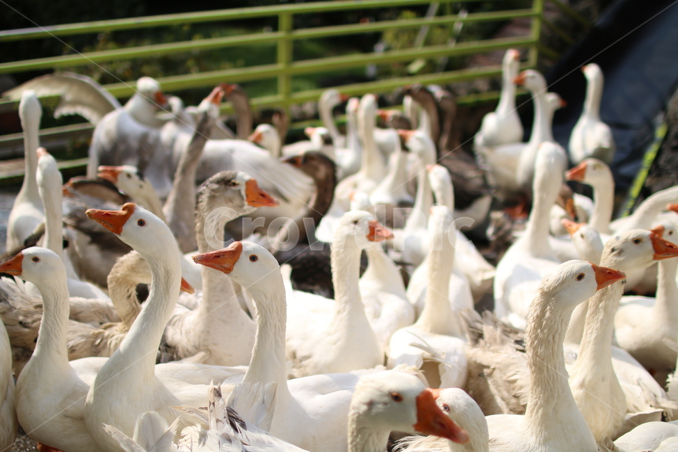 오리,거위,동물,duck,animal,goose,양서류,날개,나는,fly,겨울,winter,흰,white,부리,눈,접사,제주도,jeju,제주,조류,새,birds