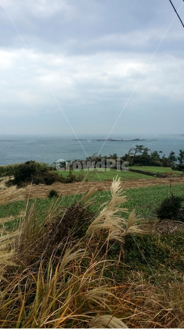 식물,plant,grass,잔디,제주도,오름,바다,자연,풍경,nature,landscape