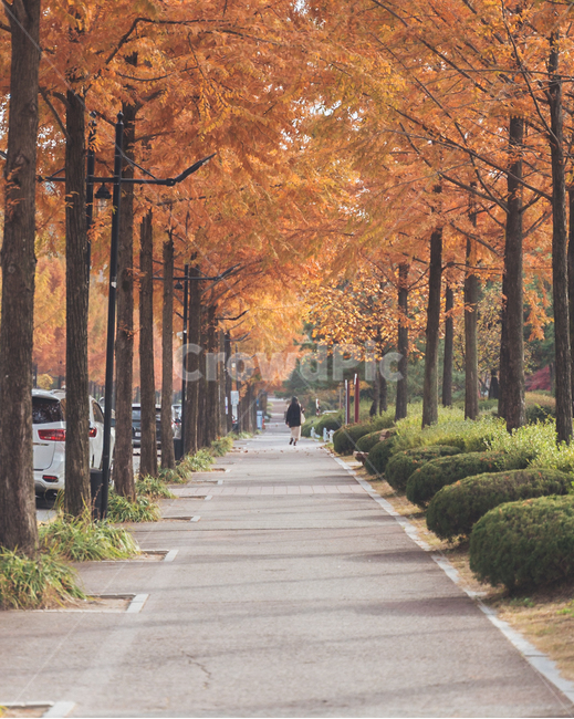 플라타너스,가을,단풍,거리,감성,tree,나무,목원대학교,가을,계절,fall,autumn,season