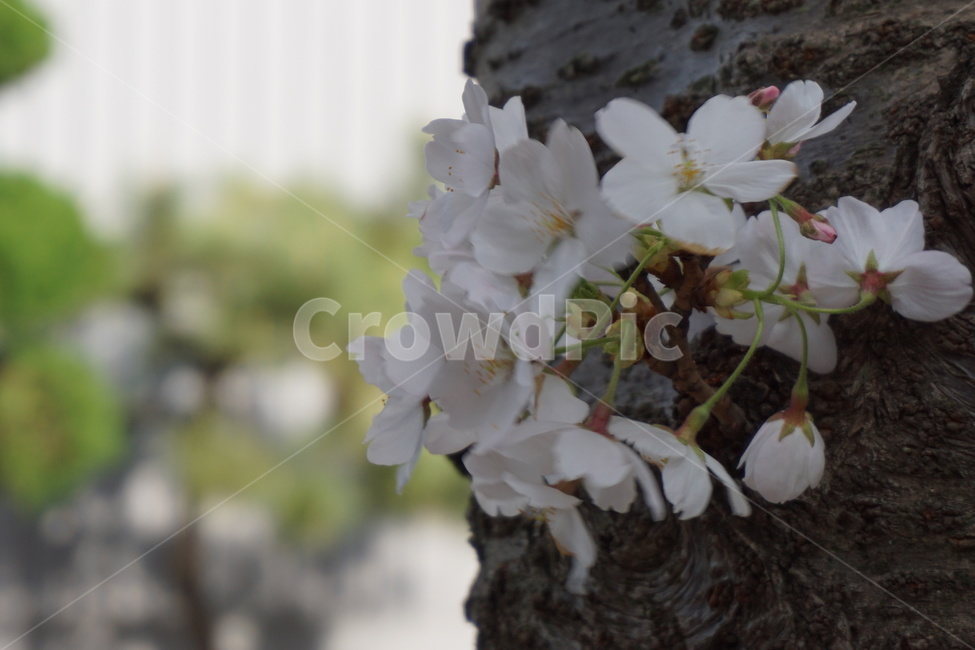 봄,꽃잎,벚곷,봄나무,봄바람,공원,봄,계절,spring,season,식물,자연,plants,nature,꽃,flower,plant,blossom