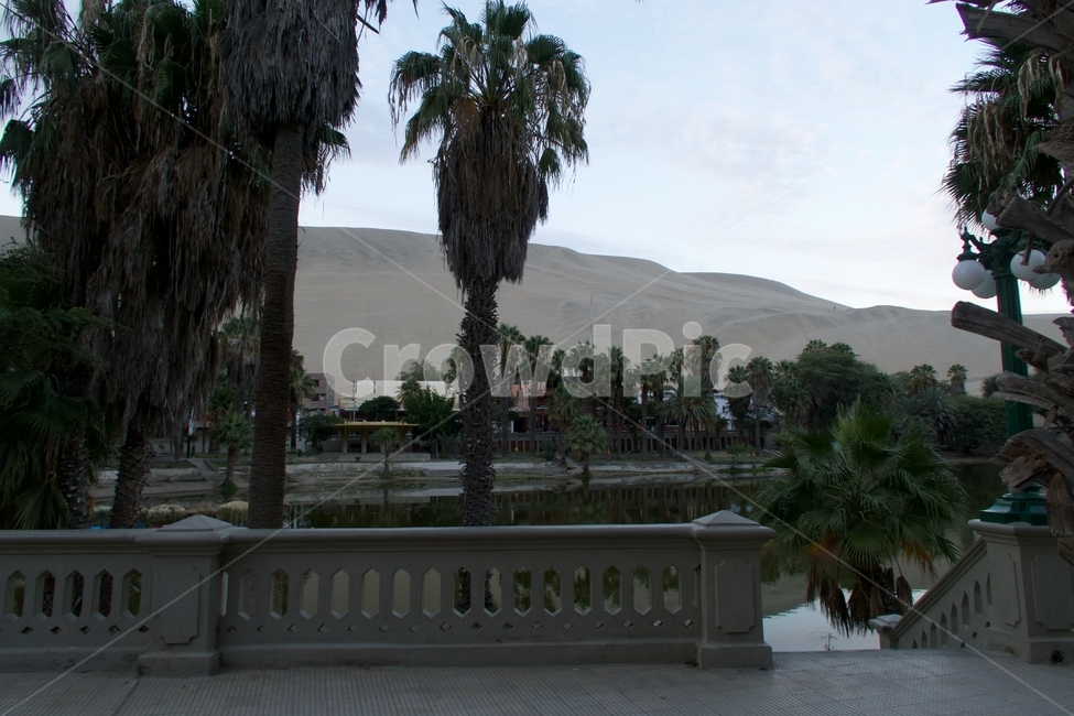 오아시스,나무,공원,사막,야자나무,야자수,거리,street,oasis,nature,desert,landscape,beautiful,sand,tree,dune,palm,peru,water,자연,풍경,nature,landscape,해외,외국,세계,foreign,oversea,world,세계자연풍경,해외자연풍경,외국자연풍경,world nature landscape,garden,정원,outdoors,옥외,arbour,정자,plant,식물,palm tree