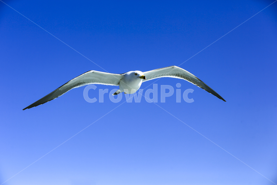 갈매기,조류,새,동물,날개,사냥,하늘,부리,bird,mewgull,commongull,부산갈매기,괭이갈매기,동물,animal,조류,새,birds