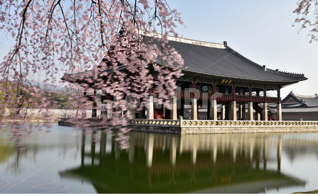 경복궁,경회루,벚꽃,수양벚꽃,봄,고궁,gyeonghoiroo