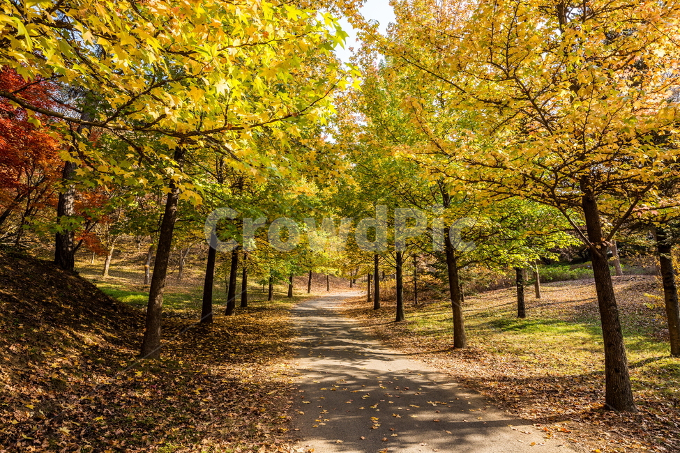단풍,가을풍경,풍경,가을,가을날,landscape,가을길,가을,계절,fall,autumn,season,자연,풍경,nature,landscape,path,통로