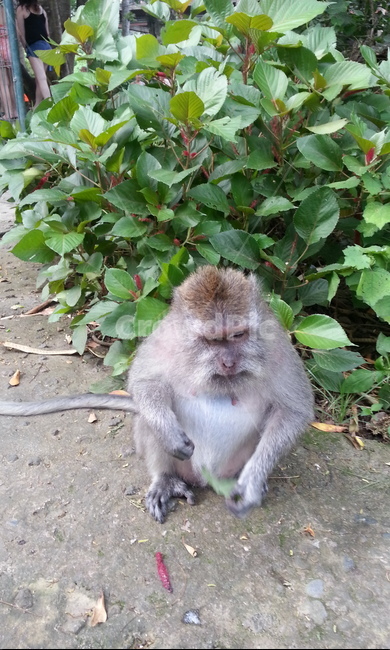 원숭이,동물,발리,몽키,동물친구,동물,animal,포유류,mammal