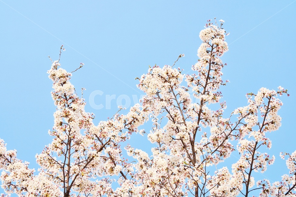 벚꽃,봄,꽃놀이,봄풍경,감성,하늘,봄꽃,blossom,cherryblossom,flower,식물,자연,plants,nature,꽃,flower