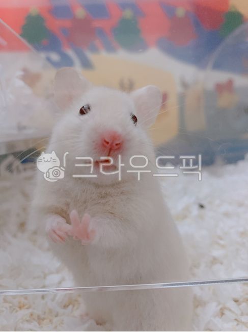 golden hamster,hamster,rodent,animal