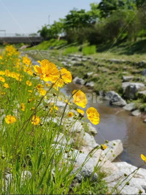 금계국,노랑,봄,풍경,맑음,봄,계절,spring,season,식물,자연,plants,nature,꽃,flower,outdoors,옥외,water,물,plant