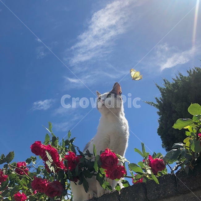 고양이,꽃,나비,장미,하늘