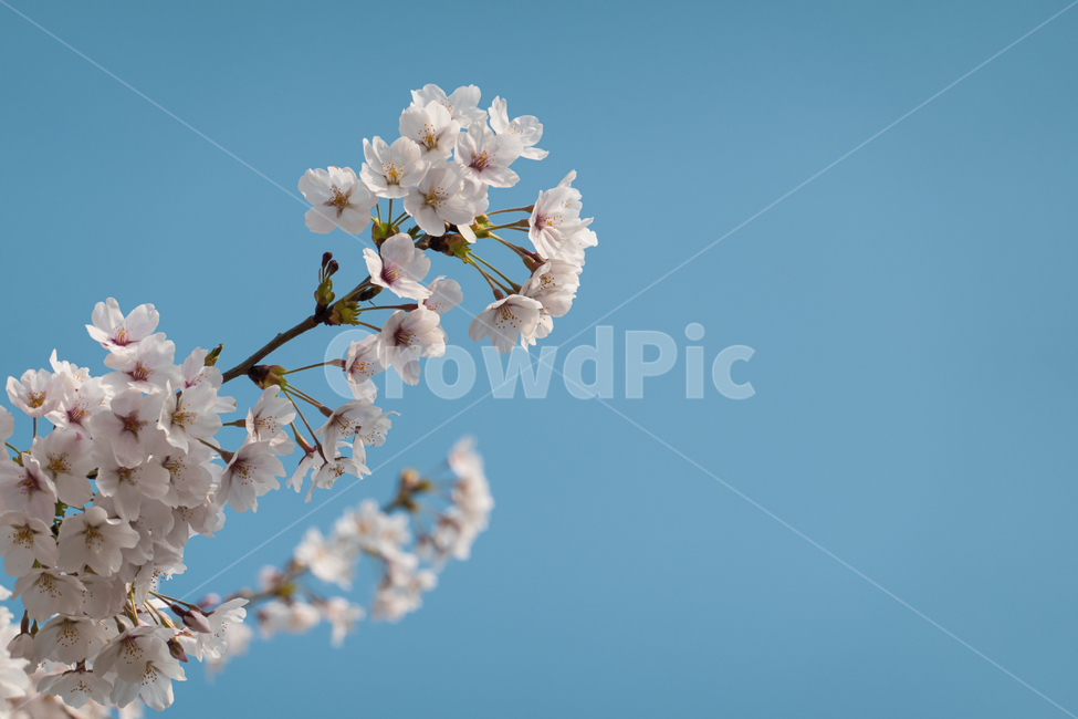봄,봄꽃,벚꽃나무,벚꽃,cherryblossom,plant,flower,nature,season,spring,식물,꽃,blossom