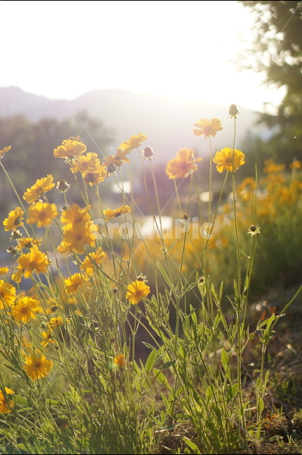 금계국,꽃,노랑,햇살,빛,오후,식물,자연,plants,nature,꽃,flower