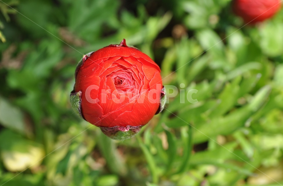 꽃,봄,자연,예쁜,플라워,flower,식물,자연,plants,nature,꽃,flower