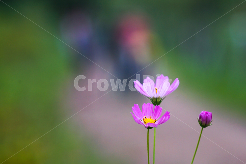 코스모스,야생,꽃,사람들,산책로,가을,자연,식물,자연,plants,nature,꽃,flower