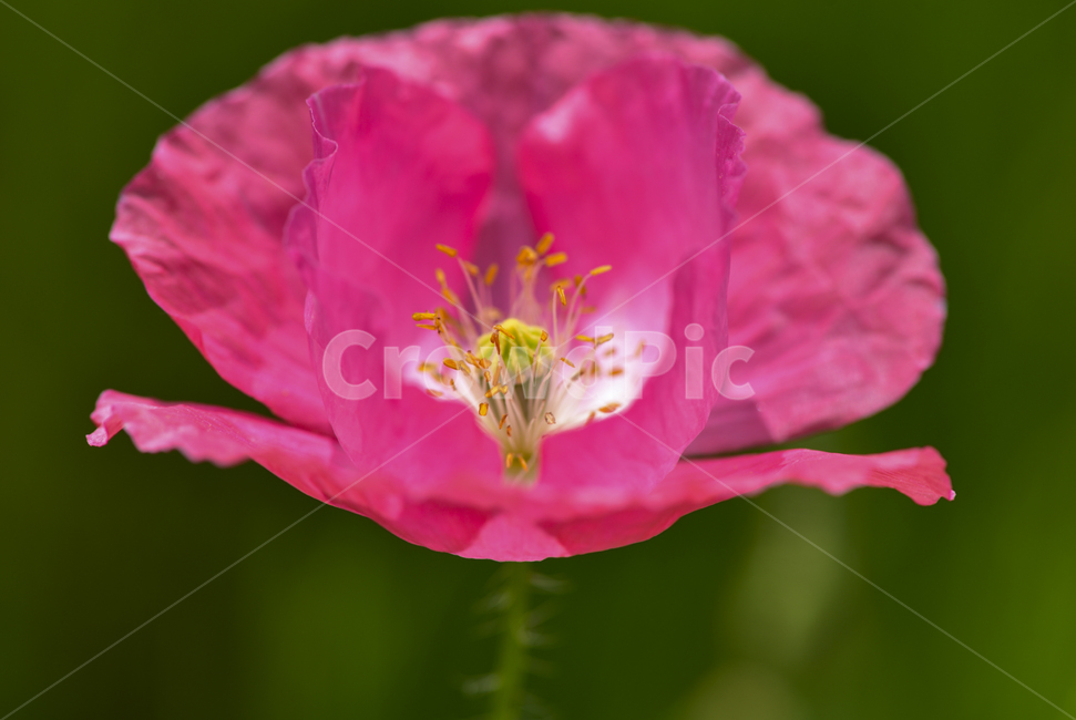 양귀비,양귀비꽃,plant,식물,flower,blossom,꽃,정원화,재배식물,화려한꽃,식물,자연,plants,nature,꽃,flower