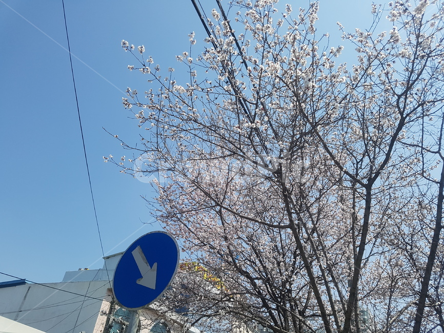 벚꽃,봄,spring,벚꽃축제,꽃,flower,봄,계절,spring,season,식물,자연,plants,nature,꽃,flower