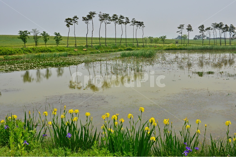 field,들,grassland,목초지,nature,자연,outdoors,옥외,water,물,전북,고창,학원농장,연못,소나무,수선화,붓꽃,꽃,봄꽃,봄,계절,반영